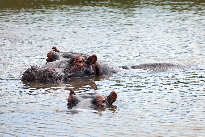 hippos