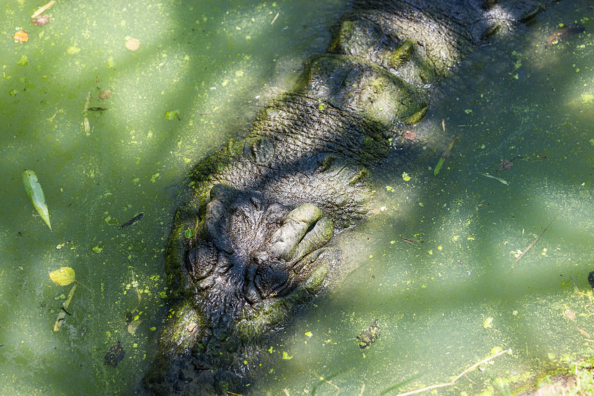 krokodil