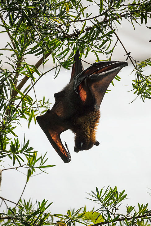indian flying fox