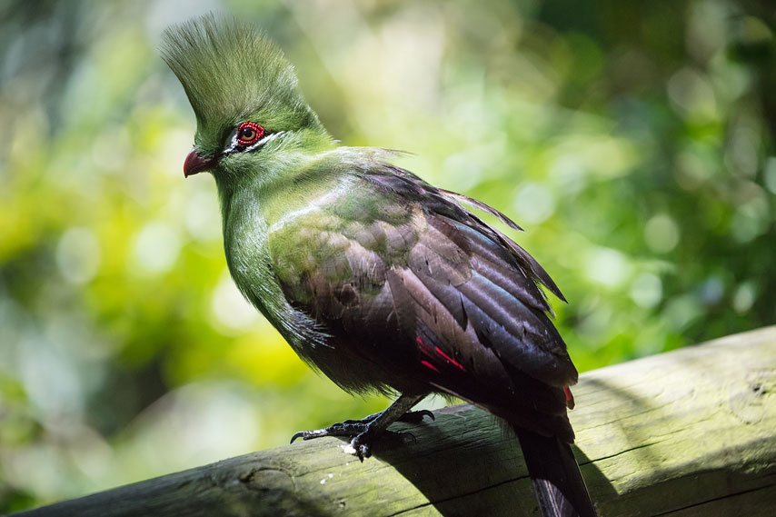 green turaco