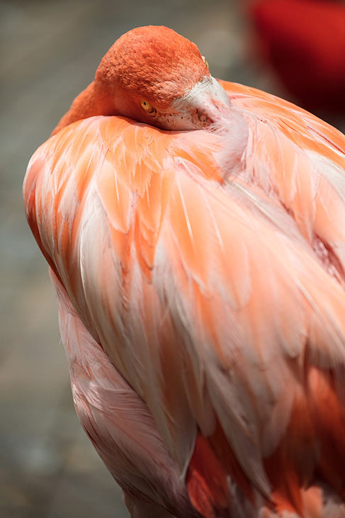 flamingo
