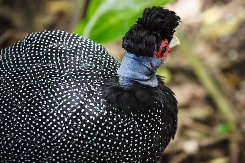 perlhuhn
