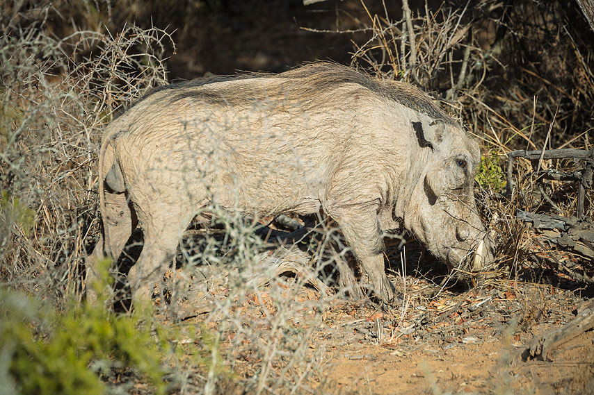 warzenschwein