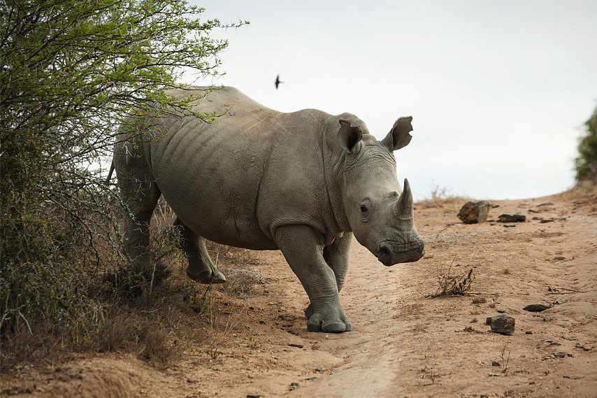 nashorn