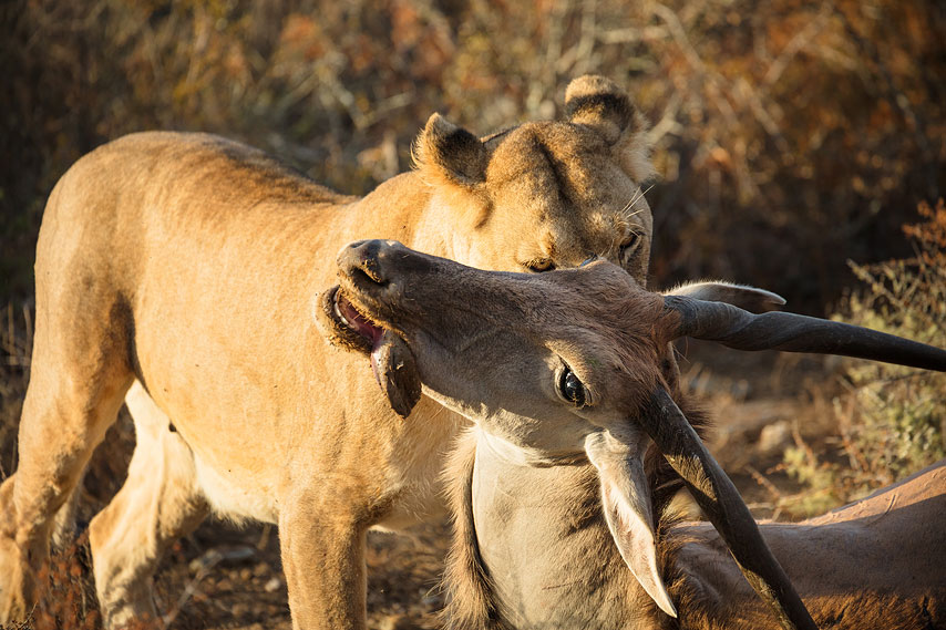 löwin und eland