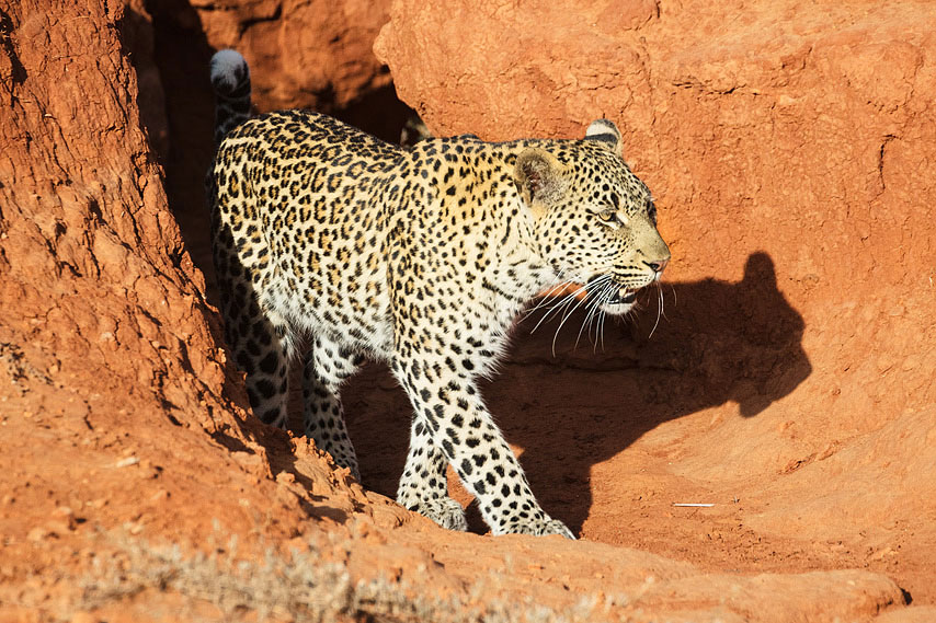 leopard