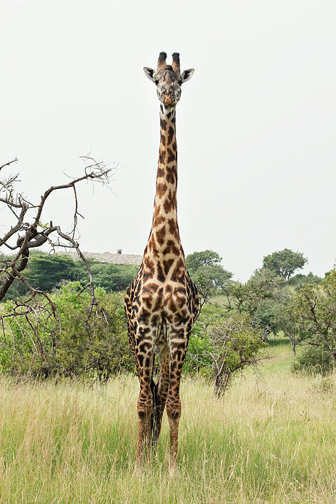 giraffe