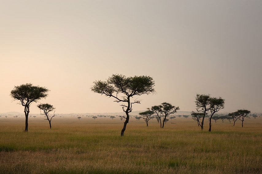 serengeti
