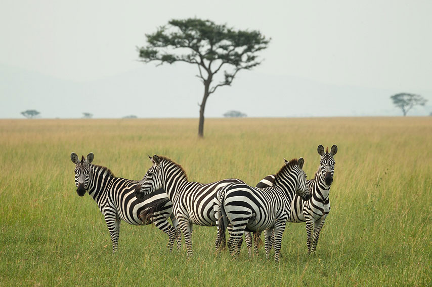 zebras