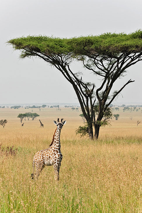 junge giraffe