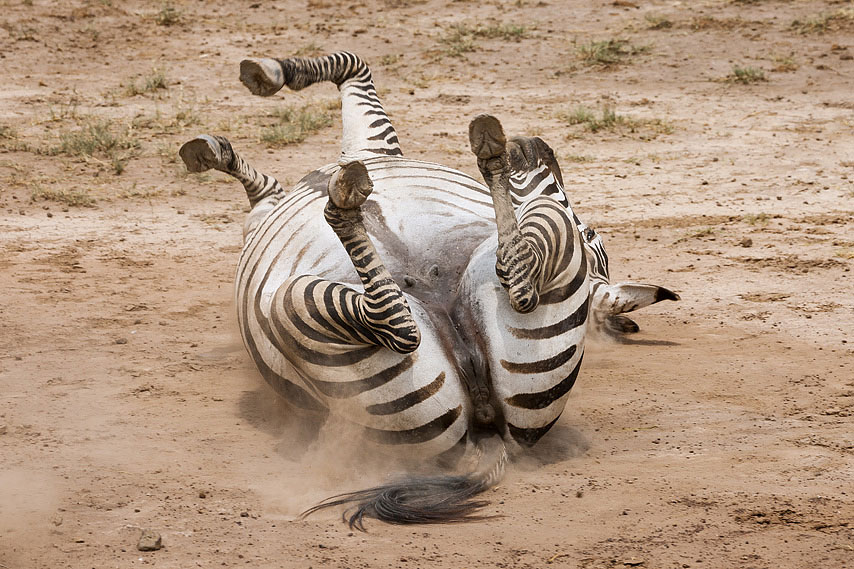zebra