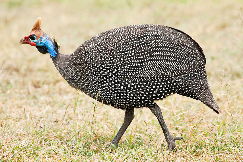perlhuhn