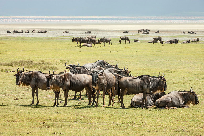 gnus