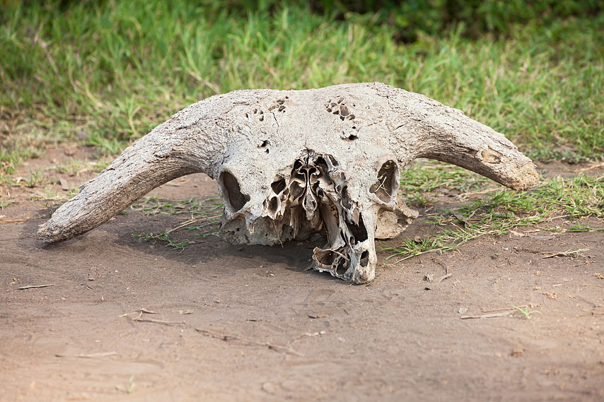 skull