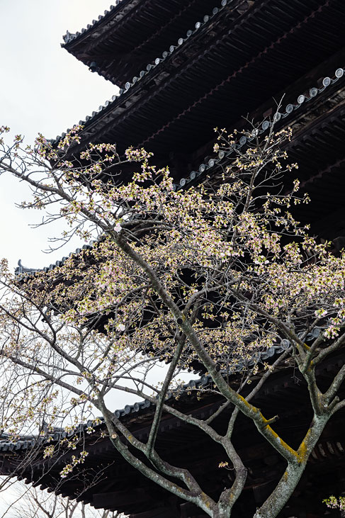 yasaka pagoda