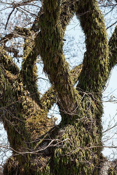 tree