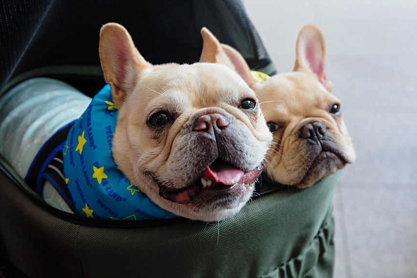 dogs