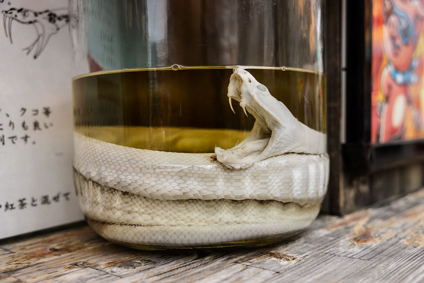 snake