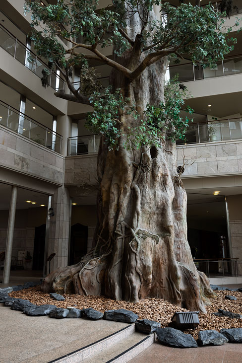 indoor tree