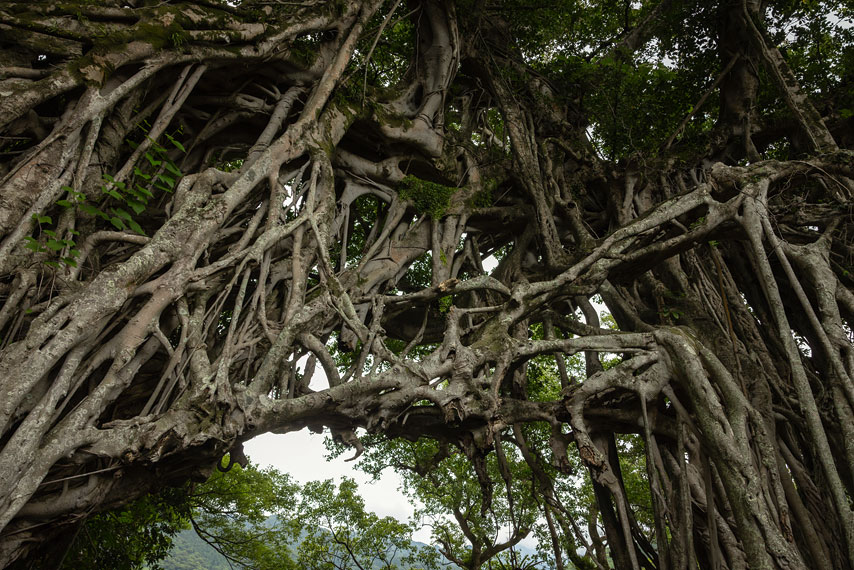 banyan tree