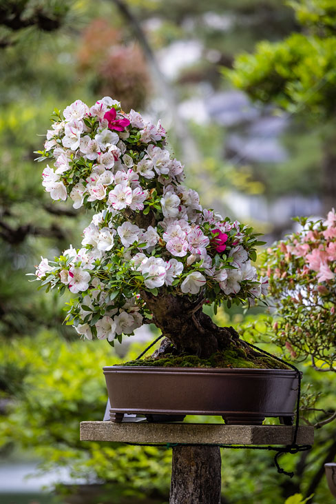 bonsai, shukkei-en garden