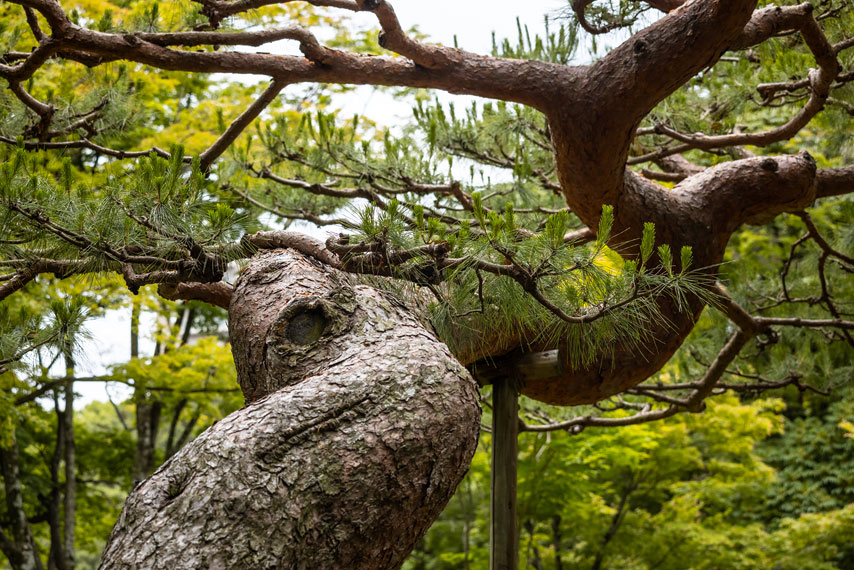 shukkei-en garden