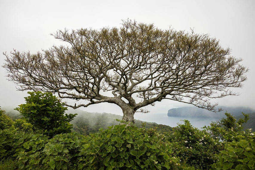 oki islands