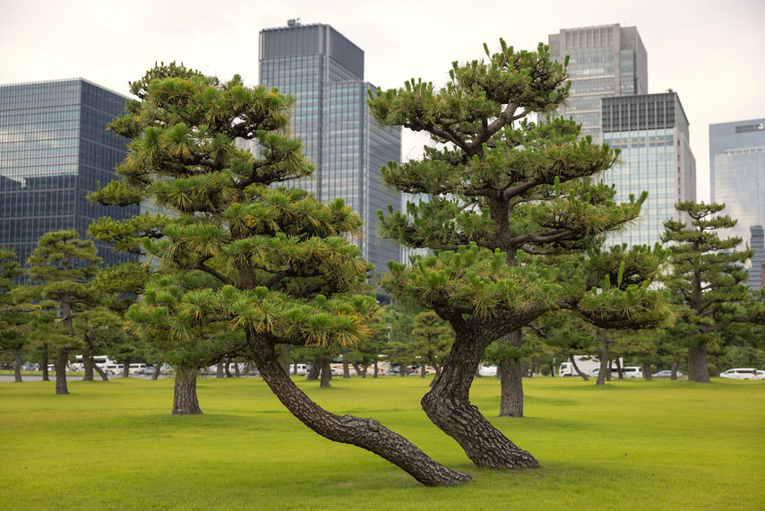imperial outer garden