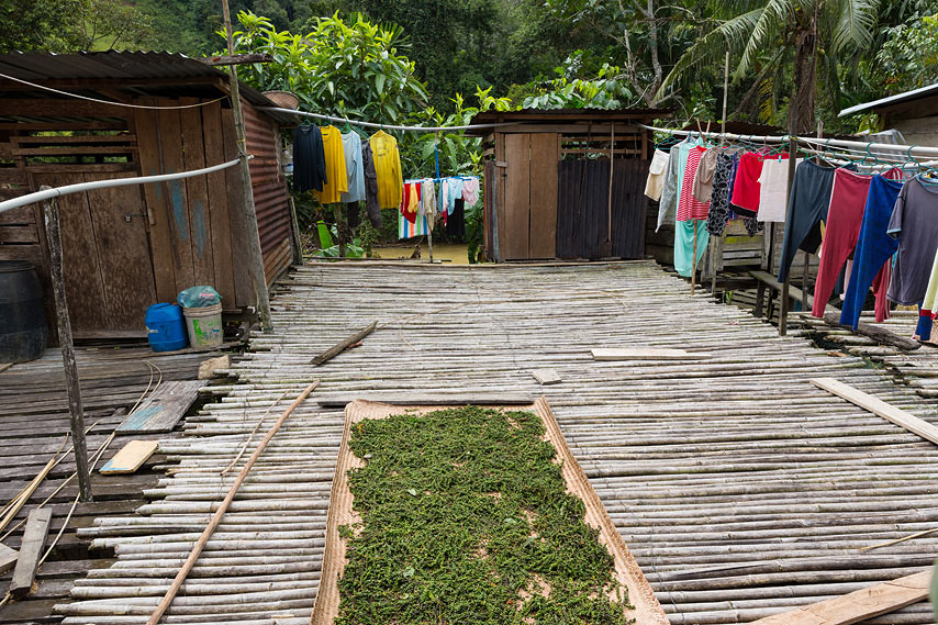 around iban longhouse at lemanak river, sarawak, borneo