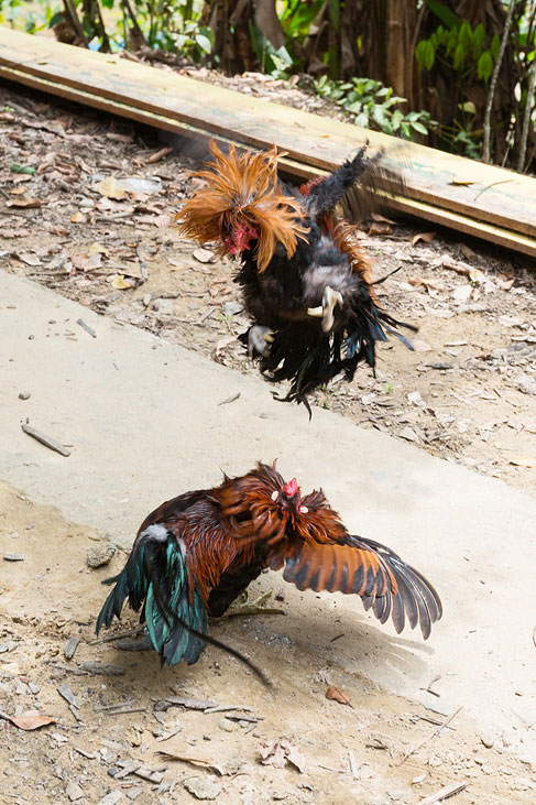 rooster fight