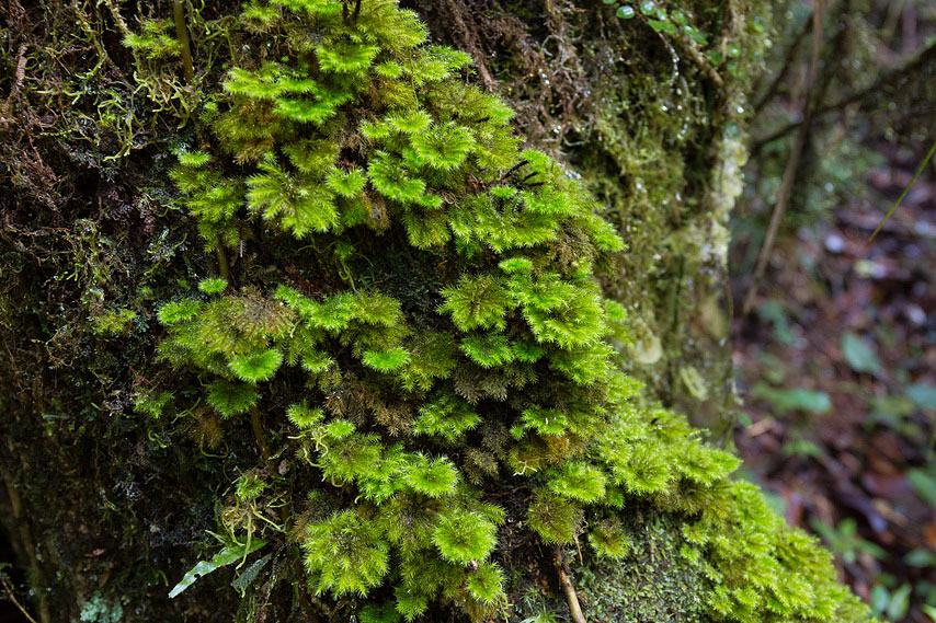 jungle,kinabalu park