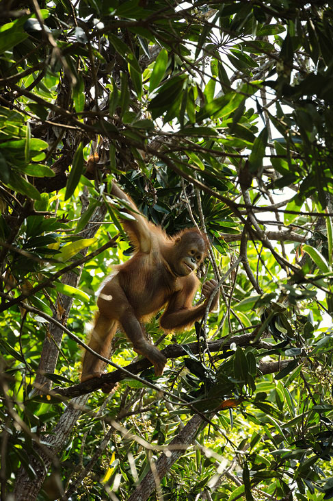 orang utan