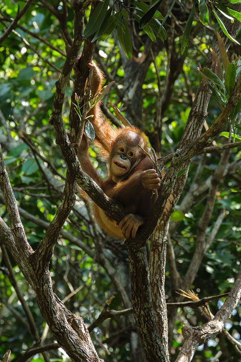 orang utan