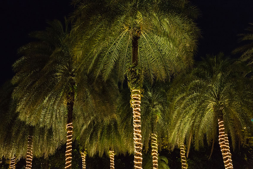 illuminated palms