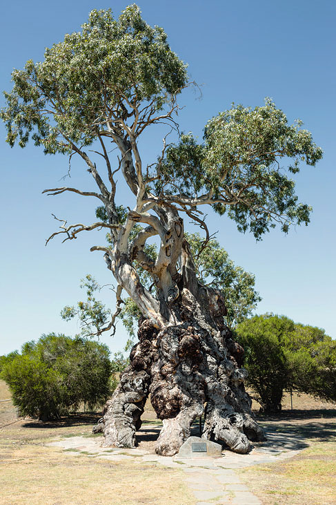 herbig tree