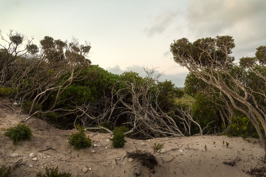 cangaroo island