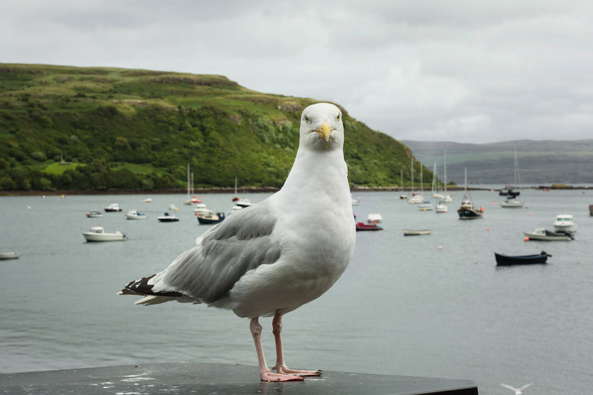 seagull