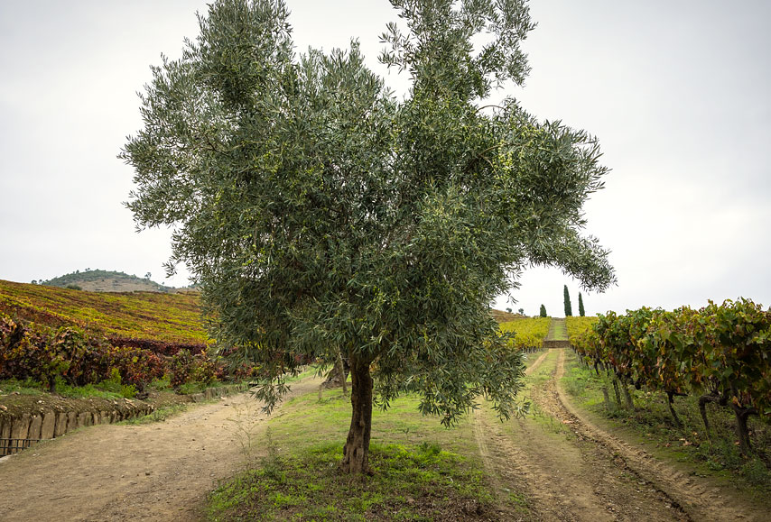 quinta da roêda, pinhão 