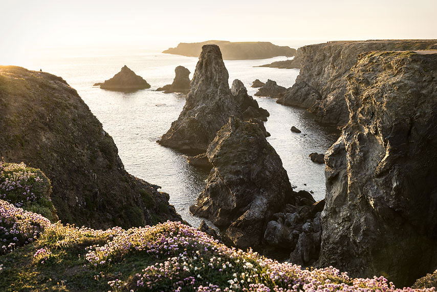 aiguilles de port coton