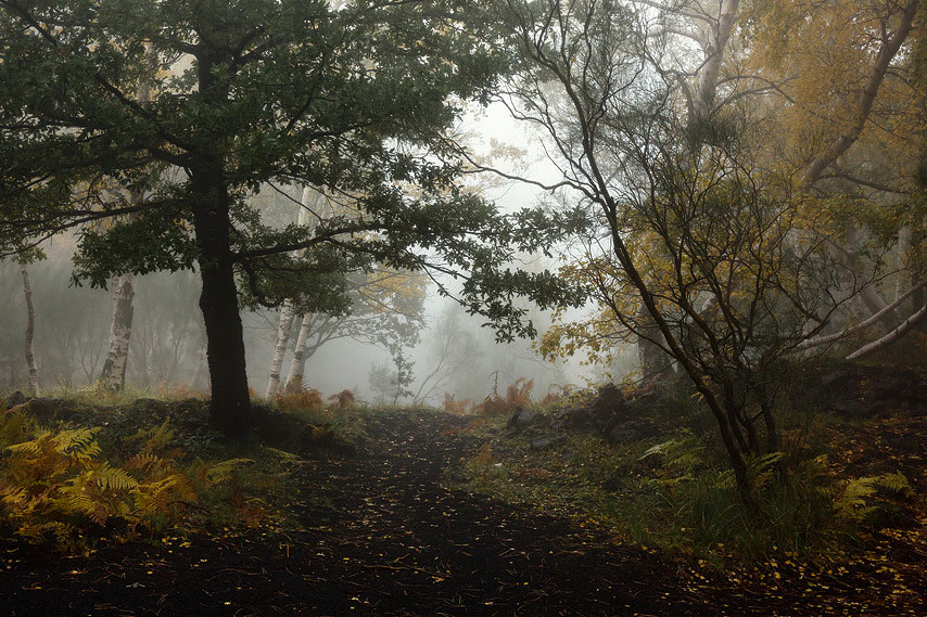 herbstwald