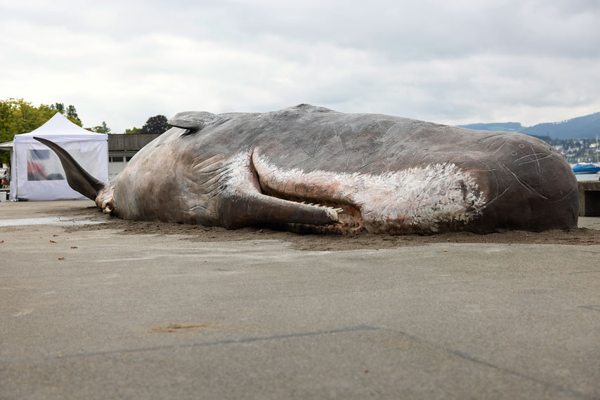 walkadaver am zürichsee / whale carcass at lake zurich, künstlerkollektiv / artist collectiv captain boomer