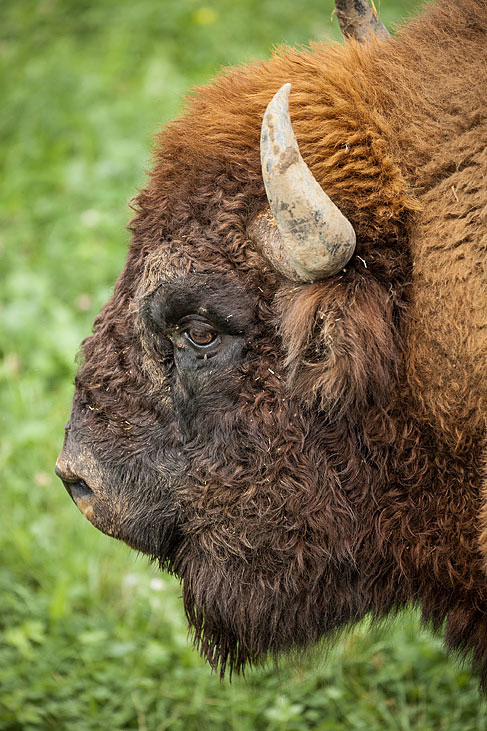 wisent