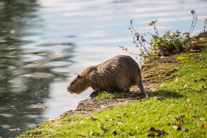 nutria