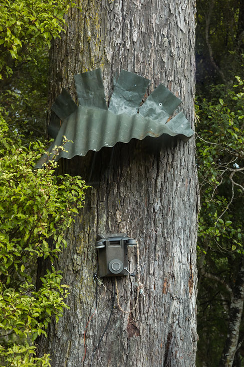 stewart island