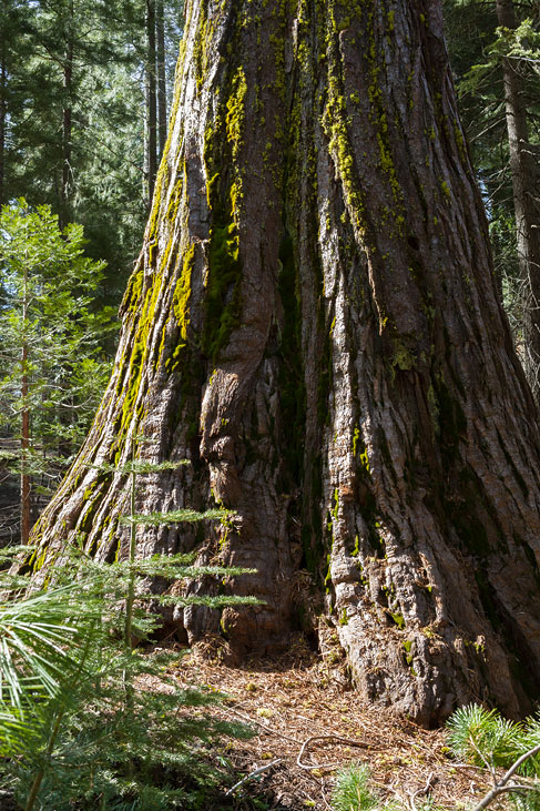 big tree