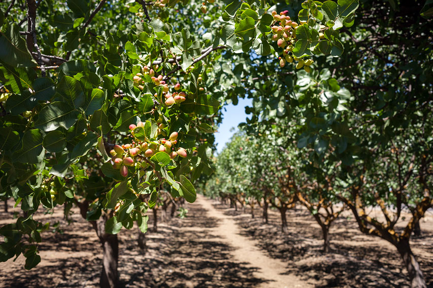 almond trees