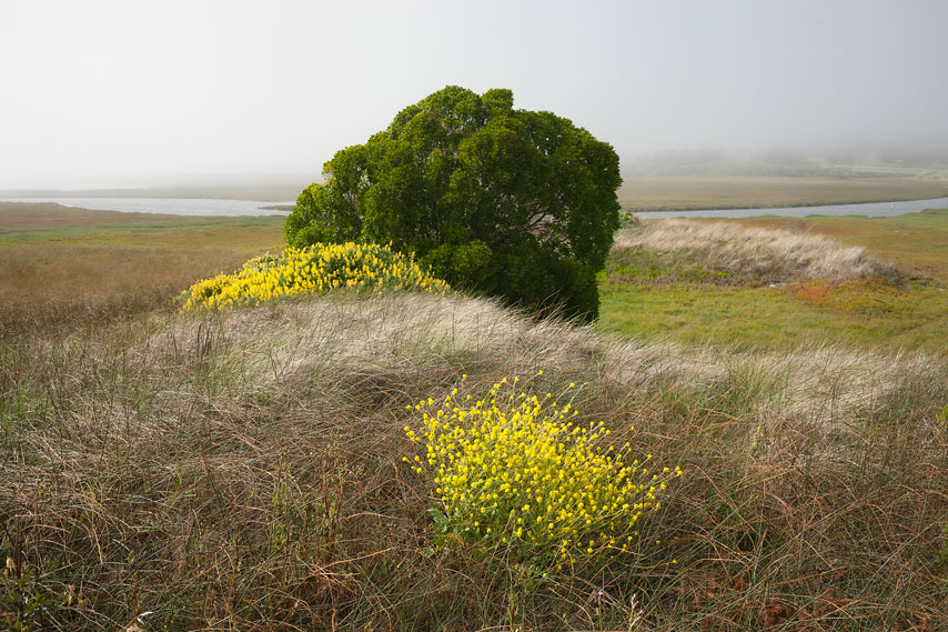 bodega bay