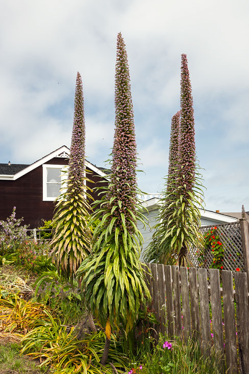 mendocino