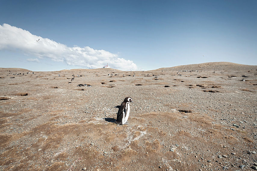 penguin