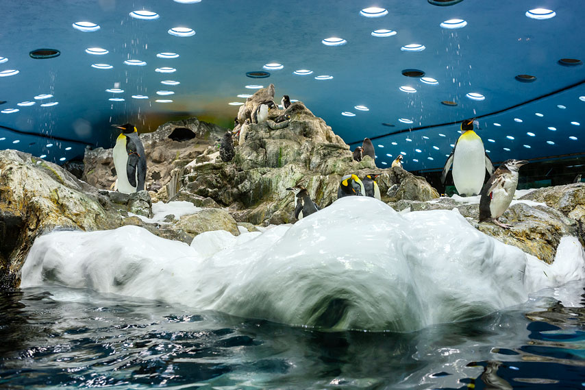 loro parque